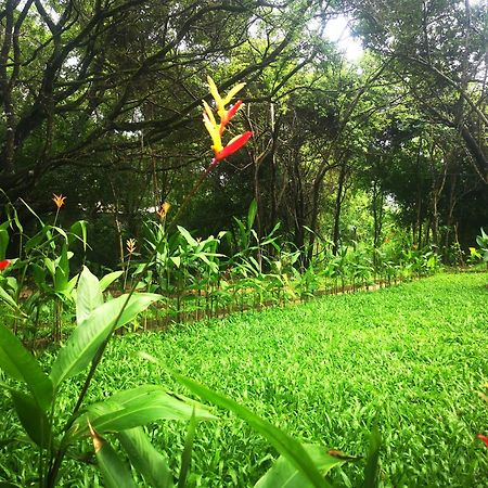 Hotel Bird Paradise Sigiriya Exteriér fotografie