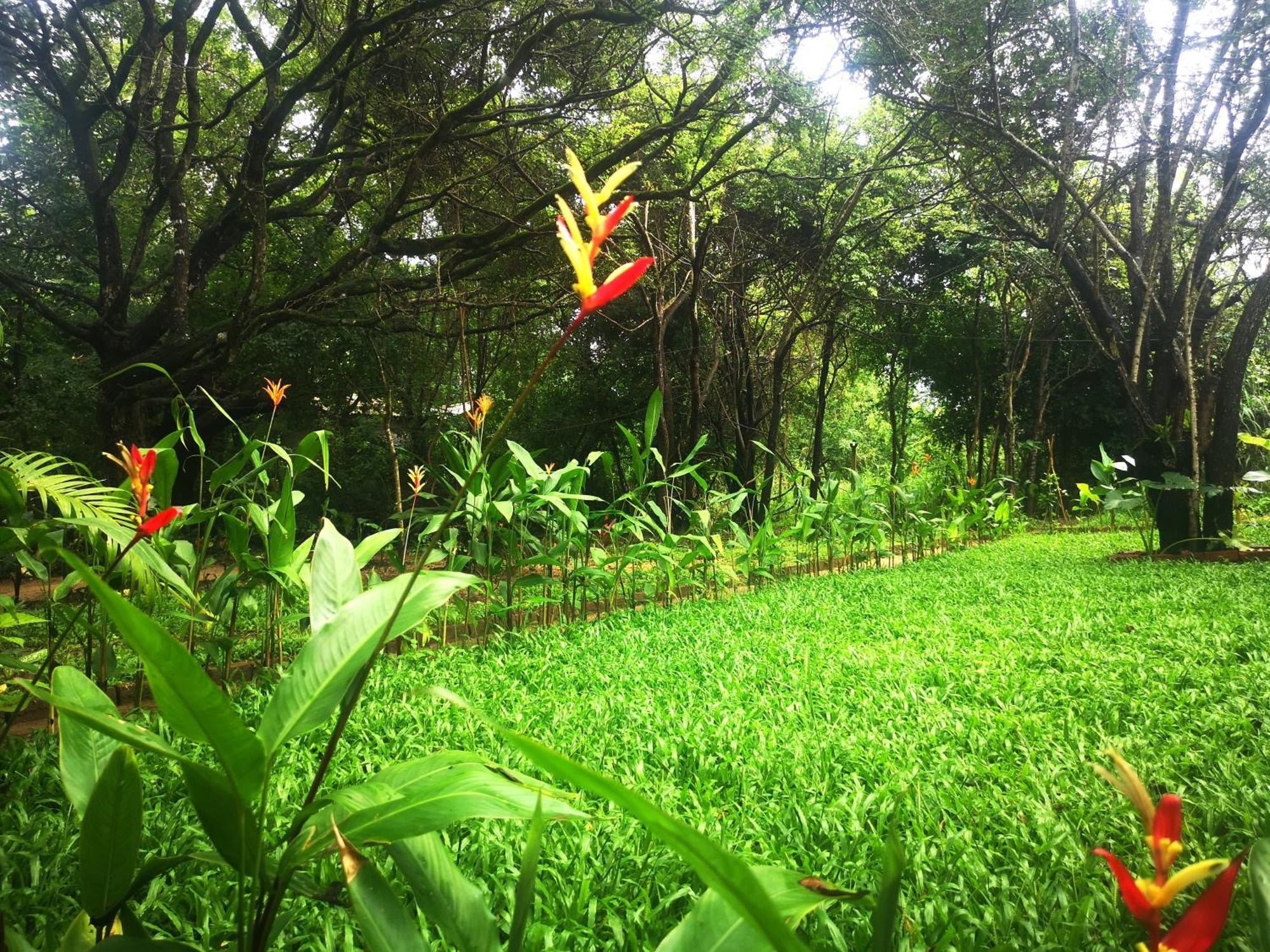 Hotel Bird Paradise Sigiriya Exteriér fotografie